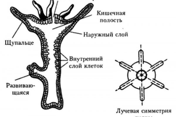 Купить гашиш с доставкой