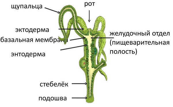 Кракен наркомагазин